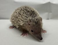 ヒメハリテンレックベビー　超懐っこいです♪の画像6
