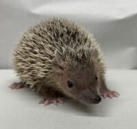 ヒメハリテンレックベビー　超懐っこいです♪の画像2