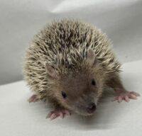ヒメハリテンレックベビー　超懐っこいです♪の画像1