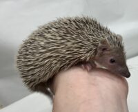 ヒメハリテンレックベビー　超懐っこいです♪の画像3