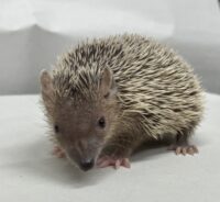 ヒメハリテンレックベビー　超懐っこいです♪の画像4