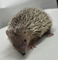 ヒメハリテンレックベビー　超懐っこいです♪の画像7