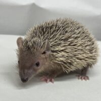 ヒメハリテンレックベビー　超懐っこいです♪の画像10