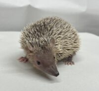 ヒメハリテンレックベビー　超懐っこいです♪の画像11
