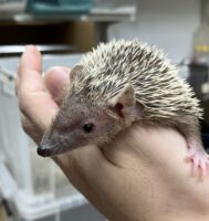 ヒメハリテンレックベビー　超懐っこいです♪の画像8