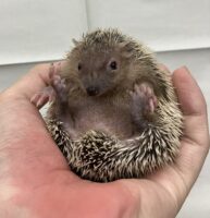 ヒメハリテンレックベビー　超懐っこいです♪の画像9