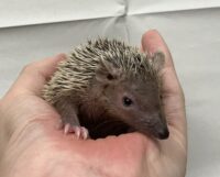 ヒメハリテンレックベビー　超懐っこいです♪の画像5