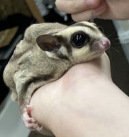 フクロモモンガの画像9