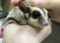 フクロモモンガの画像1