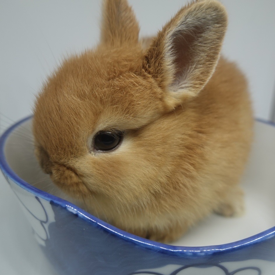 ネザーランドドワーフ | ピュアアニマル