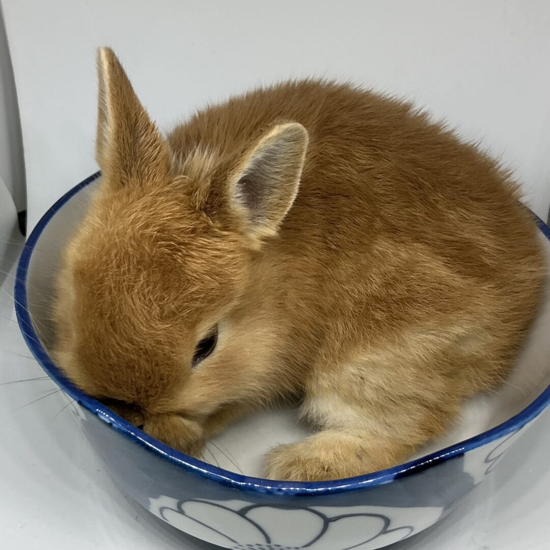 ネザーランドドワーフ | ピュアアニマル