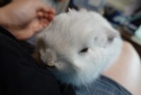 ネザーランドドワーフの画像2