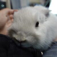 ネザーランドドワーフの画像3