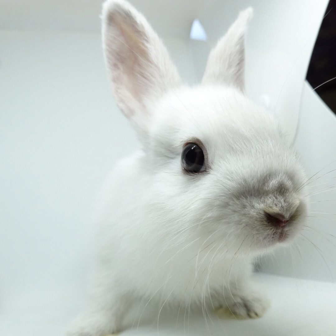 ネザーランドドワーフのメイン画像