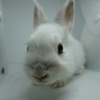 ネザーランドドワーフの画像4