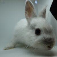 ネザーランドドワーフの画像6