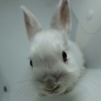 ネザーランドドワーフの画像7