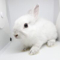 ネザーランドドワーフの画像1