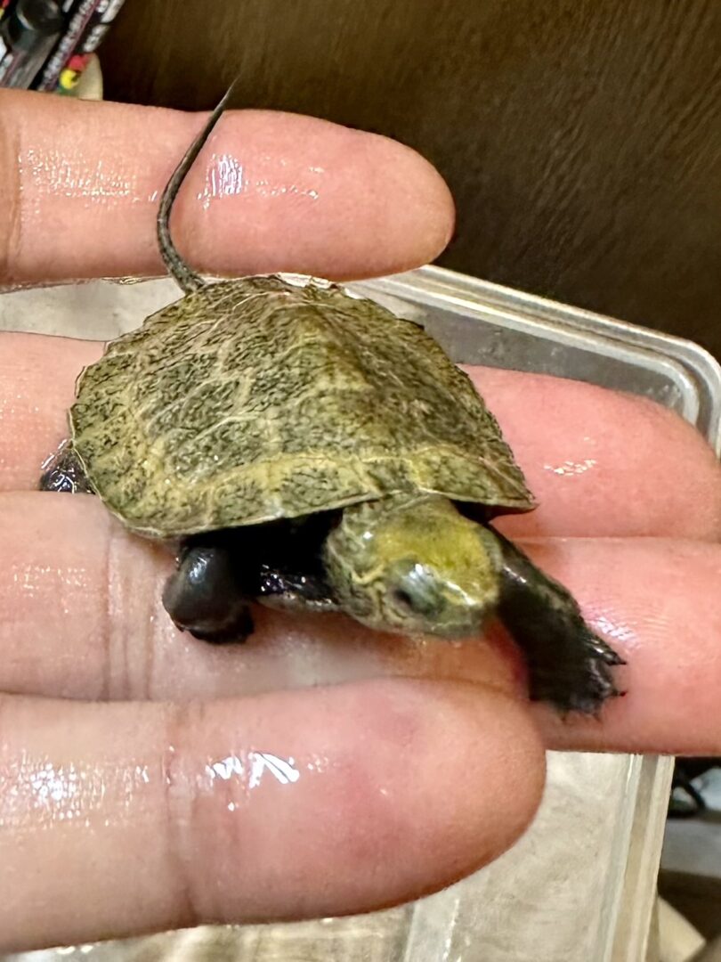 ニホンイシガメ | ピュアアニマル