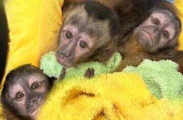 フサオマキザルのベビー♂（即お引渡し可能）｜大田区のピュア☆アニマル