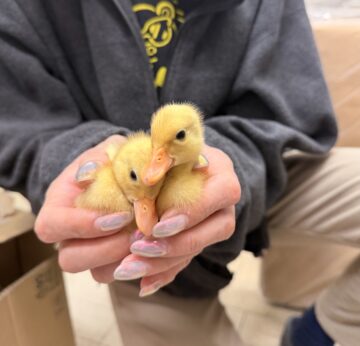 2026/2/10羽化｜コールダック雛（純白）｜2号店で見学・お迎え相談（大田区）