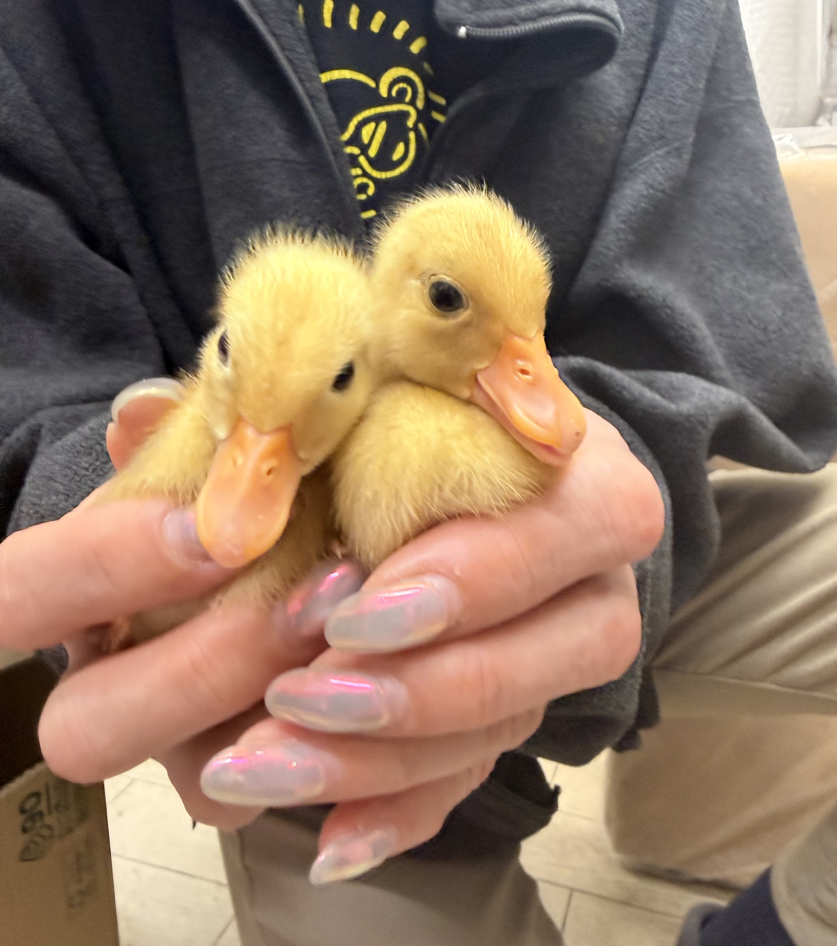 コールダック雛(純白)現物写真2