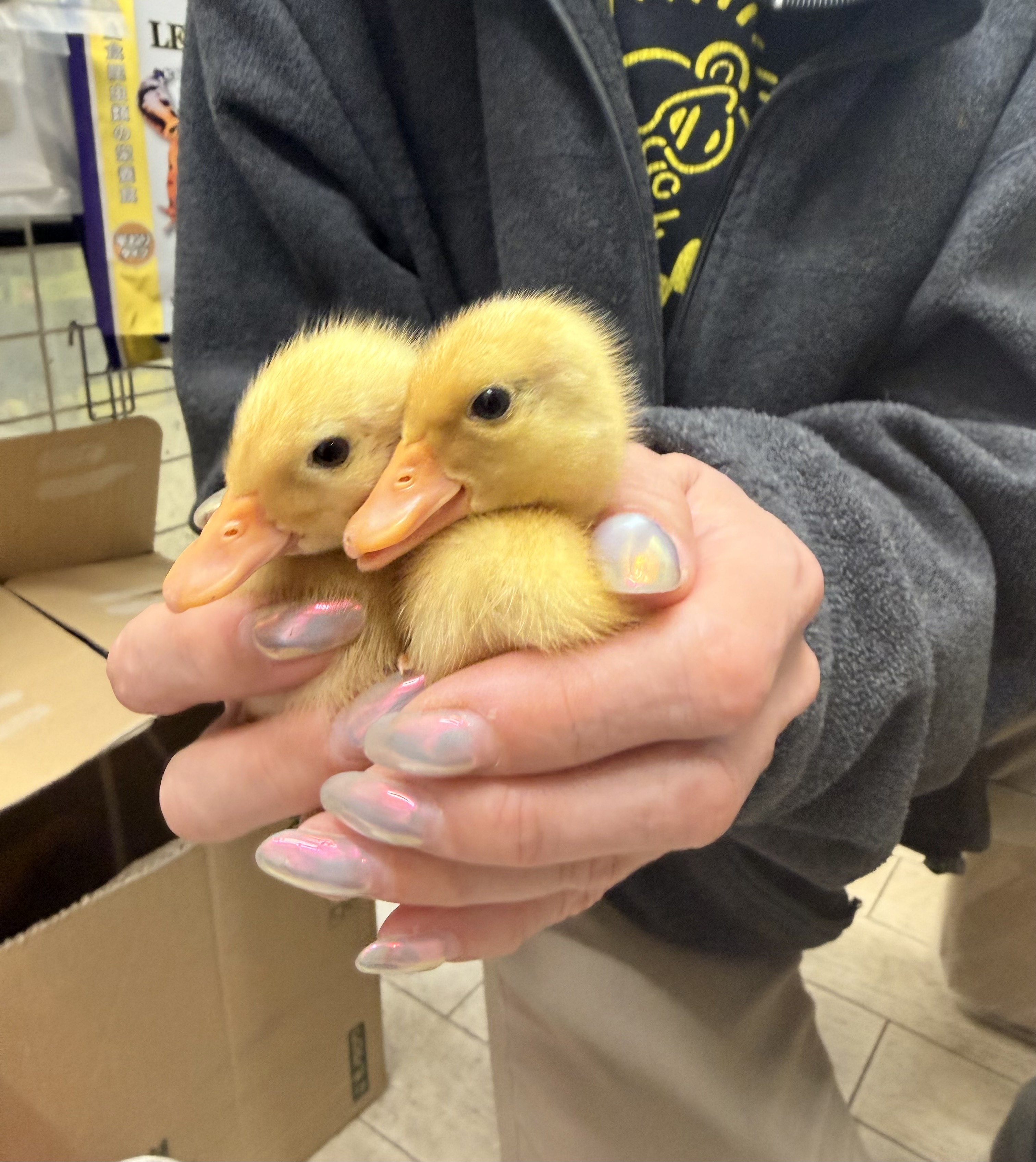 コールダック雛(純白)現物写真3