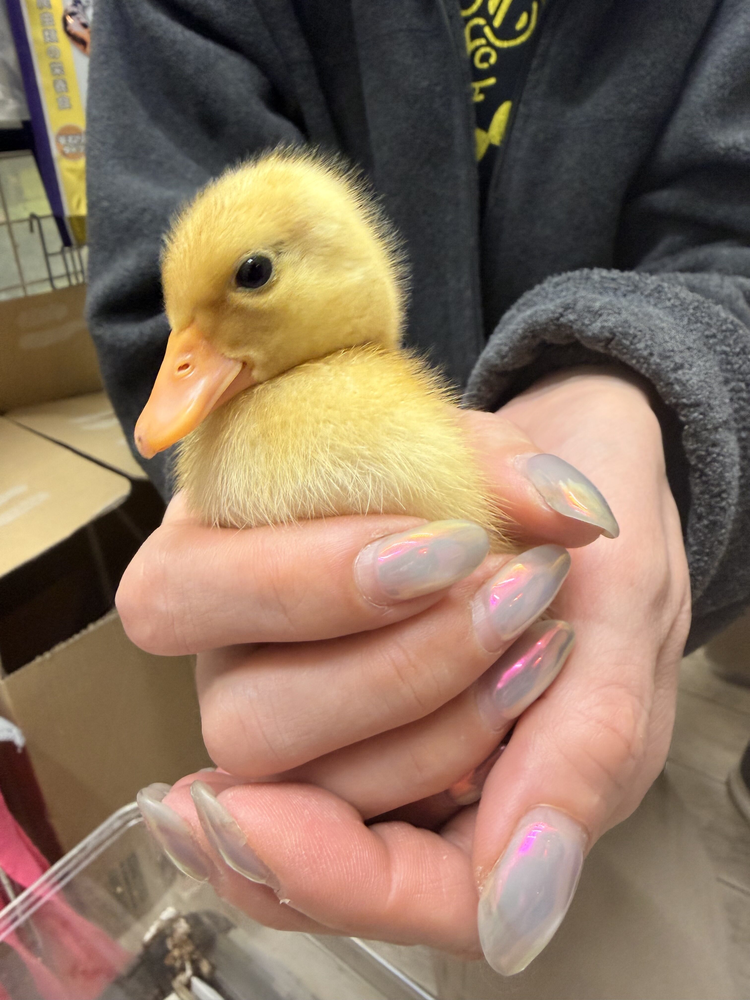 コールダック雛(純白)現物写真5