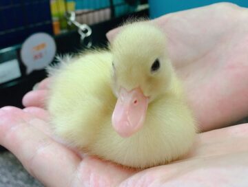 コールダック（国産純白血種・雛）予約相談｜大田区ピュアアニマル（大森・池上・川崎近辺対応）