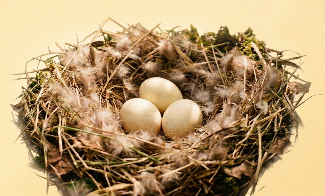 コールダックの食用卵(国産純白血種)のメイン画像