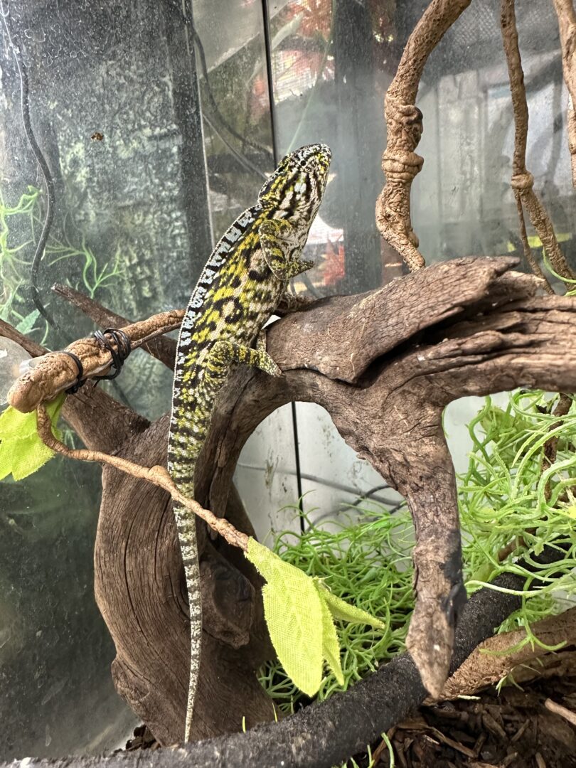 カーペットカメレオン | ピュアアニマル