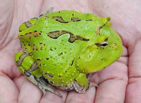 ファンタジーツノガエル グリーン | ピュアアニマル