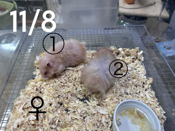 レックス（Rex）｜縮れ毛ロングヘア・希少シリアン【ピュア☆アニマル】のメイン画像