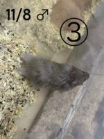 レックス（Rex）｜縮れ毛ロングヘア・希少シリアン【ピュア☆アニマル】の画像1