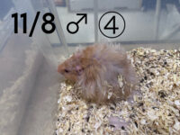 レックス（Rex）｜縮れ毛ロングヘア・希少シリアン【ピュア☆アニマル】の画像2