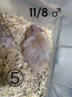 レックス（Rex）｜縮れ毛ロングヘア・希少シリアン【ピュア☆アニマル】の画像3