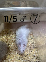 レックス（Rex）｜縮れ毛ロングヘア・希少シリアン【ピュア☆アニマル】の画像4