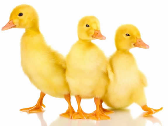アヒル 雛 ヒナアヒル | ピュアアニマル