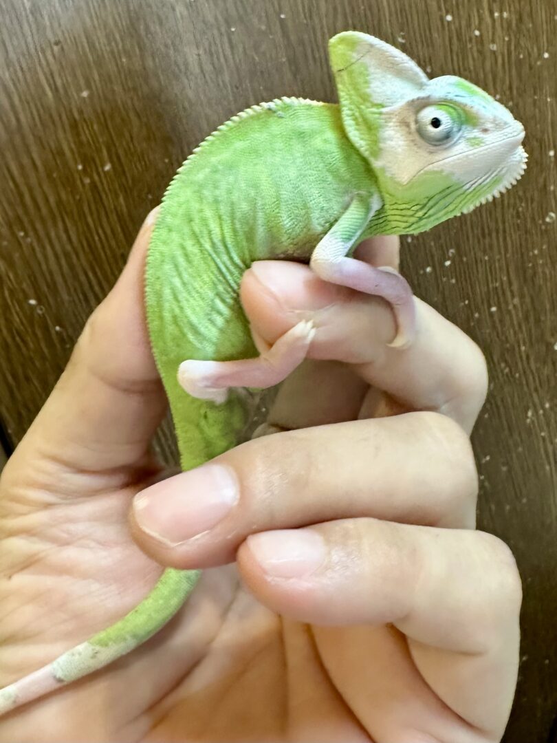 エボシカメレオン・パイド（ベビーメス） | ピュアアニマル