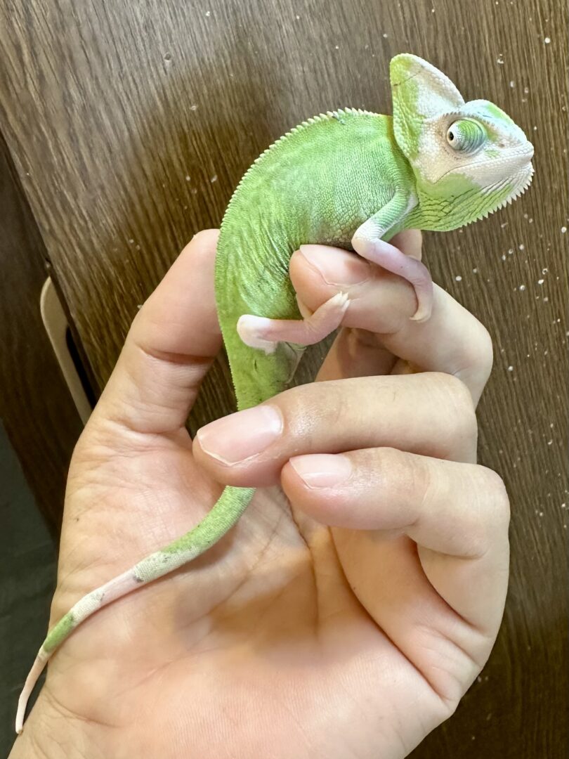 エボシカメレオン・パイド（ベビーメス） | ピュアアニマル