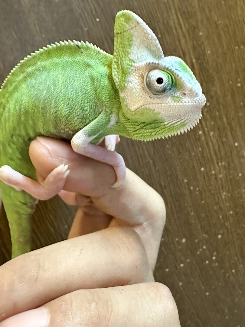 エボシカメレオン・パイド（ベビーメス） | ピュアアニマル