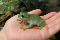イエアメガエル の画像1