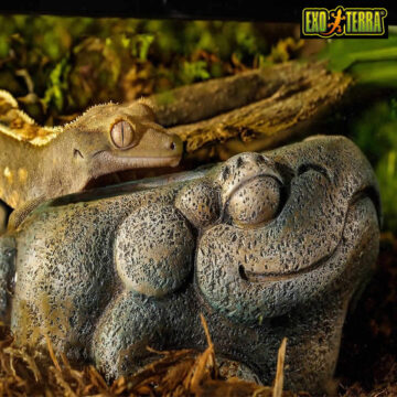 アステカシリーズ（Exo Terra）｜ジャングル風テラリウムに映える水皿＆シェルター【ピュアアニマル】