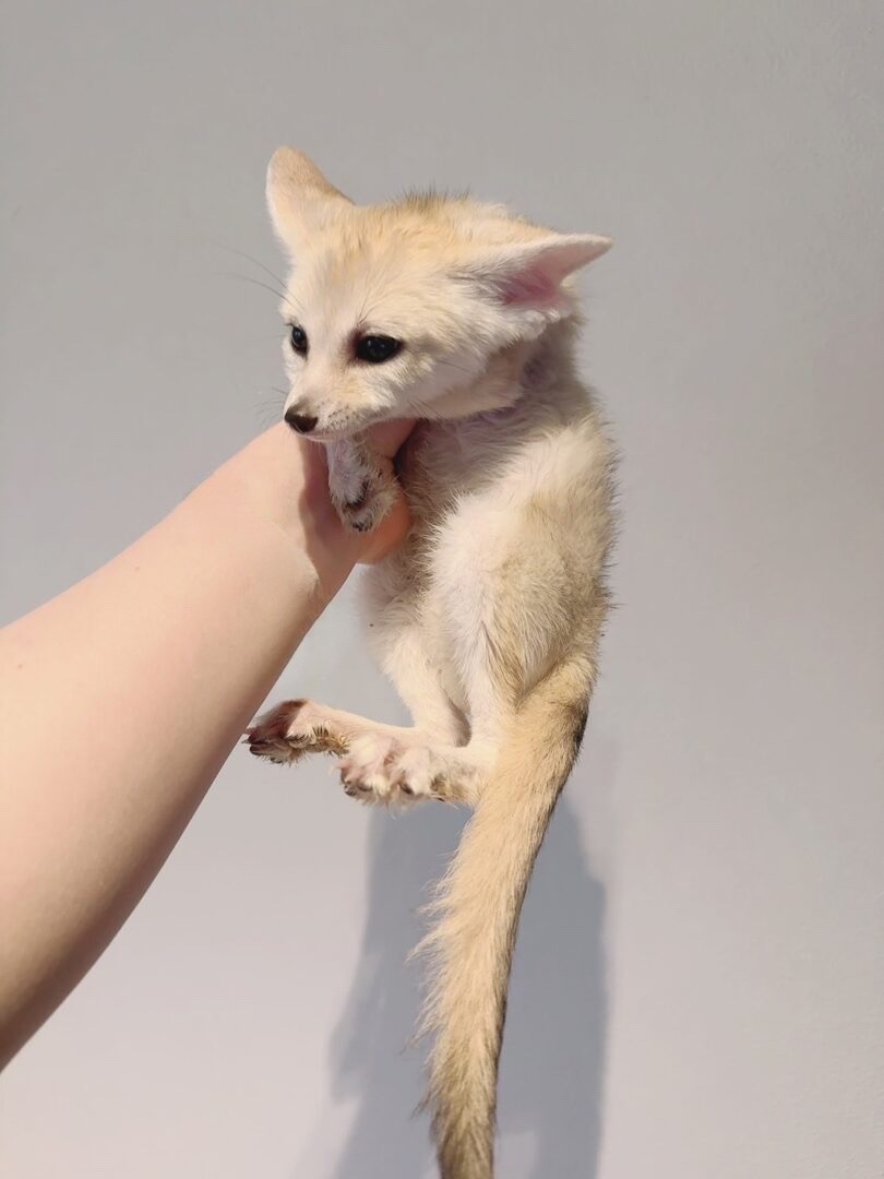 フェネック | ピュアアニマル