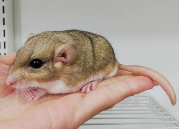 ファットテイルジャービル(ベビー)2026年1月生まれ【チェコ産】のメイン画像