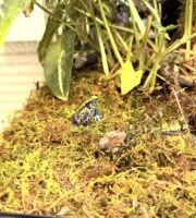 グリーンモス乾燥苔3.78L｜苔・テラリウム用品の画像2