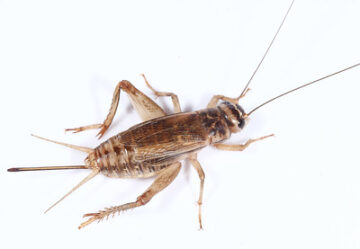 ヨーロッパイエコオロギ活餌｜ピンヘッド〜Lサイズ選び