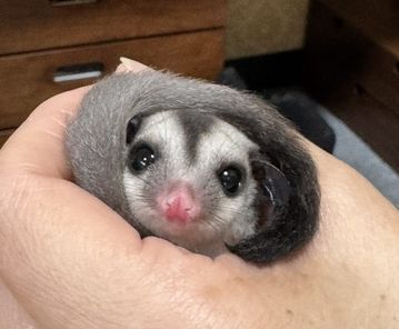 フクロモモンガのメイン画像