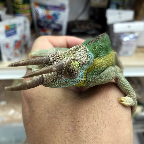 ジャクソンカメレオン レインボー 全長約20cm± ペアの画像1