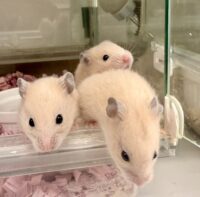 キンクマハムスターの画像4